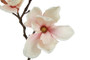 Magnolia kerma/pinkki 48cm