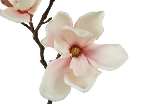 Magnolia kerma/pinkki 48cm
