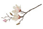 Magnolia kerma/pinkki 48cm