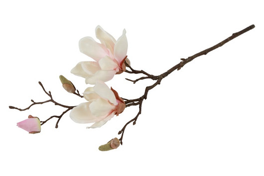 Magnolia kerma/pinkki 48cm