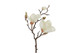 Magnolia kerma 48cm