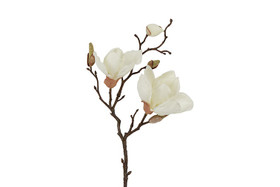 Magnolia kerma 48cm