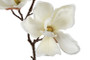 Magnolia kerma 48cm