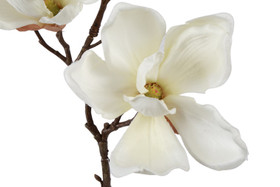 Magnolia kerma 48cm