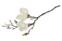 Magnolia kerma 48cm