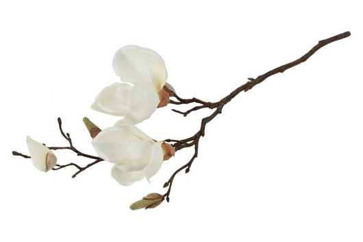 Magnolia kerma 48cm