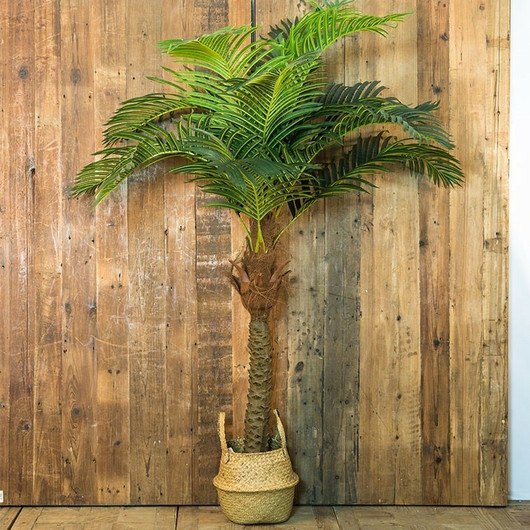 Iso Areca palmu 200cm
