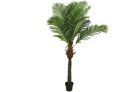 Iso Areca palmu 200cm