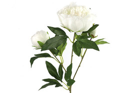 Pioninoksa, valkoinen 73cm