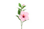 Hibiscus vaaleanpunainen 70cm