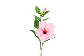Hibiscus vaaleanpunainen 70cm