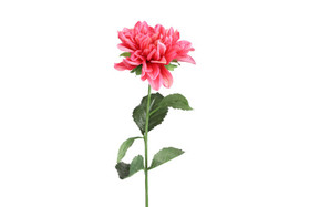 Daalia pinkki 72cm