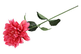 Daalia pinkki 72cm