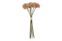 Daalia Pompon pinkki, 27cm