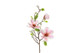 Magnolia pinkki 75cm