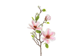 Magnolia pinkki 75cm