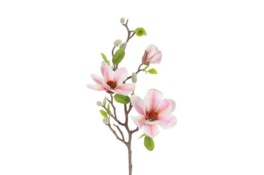 Magnolia pinkki 75cm