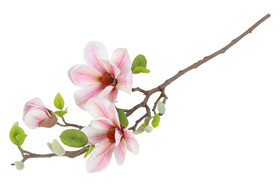 Magnolia pinkki 75cm