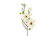 Magnolia valkoinen 75cm