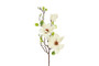 Magnolia valkoinen 75cm