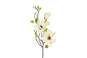 Magnolia valkoinen 75cm