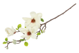 Magnolia valkoinen 75cm