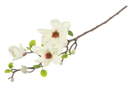 Magnolia valkoinen 75cm