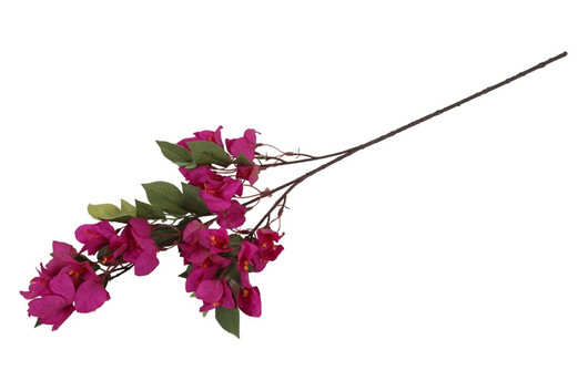Kaljuihmeköynnös violetti (Bougainvillea) 76cm