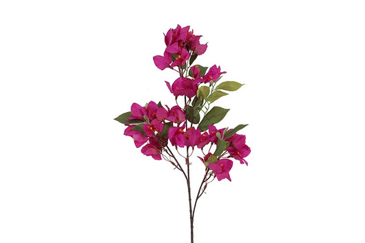 Kaljuihmeköynnös violetti (Bougainvillea) 76cm