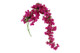Bougainvillea/ihmeköynnös, violetti 134cm