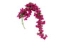 Bougainvillea/ihmeköynnös, violetti 134cm