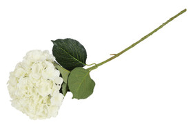 Hortensia XL valkoinen 95cm