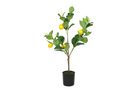 Sitruspuu ruukussa keltainen 61cm
