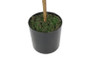 Sitruspuu ruukussa keltainen 61cm
