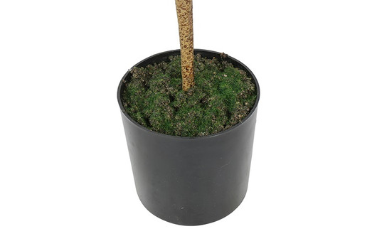 Sitruspuu ruukussa keltainen 61cm