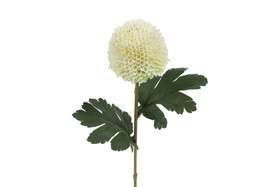 Krysanteemi valkoinen 57cm