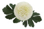 Krysanteemi valkoinen 57cm
