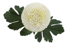 Krysanteemi valkoinen 57cm