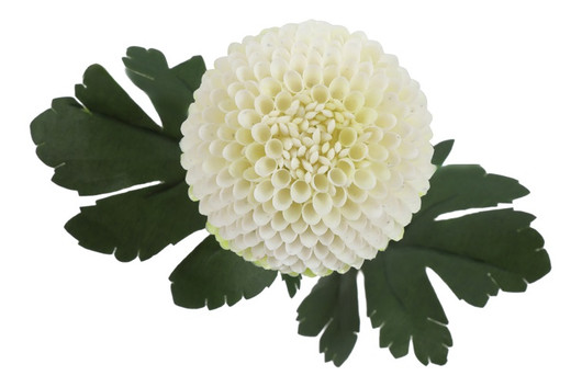 Krysanteemi valkoinen 57cm