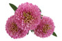 Krysanteemi kimppu violetti 64cm