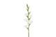 Gladiolus kukka, valkoinen 86cm