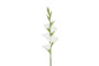 Gladiolus kukka, valkoinen 86cm