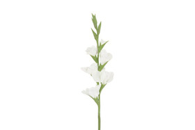Gladiolus kukka, valkoinen 86cm