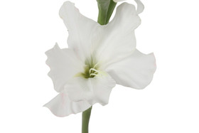 Gladiolus kukka, valkoinen 86cm