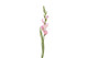 Gladiolus kukka, pinkki 87cm