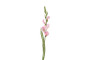 Gladiolus kukka, pinkki 87cm