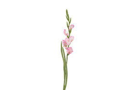 Gladiolus kukka, pinkki 87cm