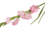 Gladiolus kukka, pinkki 87cm