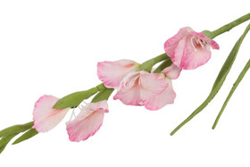 Gladiolus kukka, pinkki 87cm