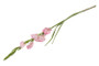 Gladiolus kukka, pinkki 87cm